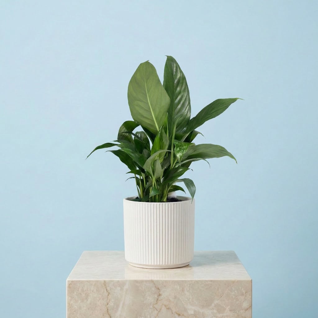 Peace lily Plant Gift Peace lily Plant Gift