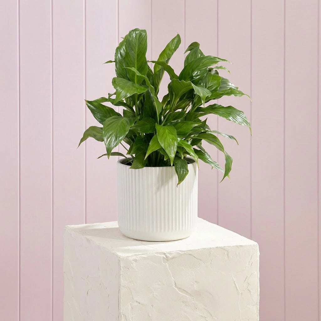 Large Peace Lily Plant Gift Large Peace Lily Plant Gift