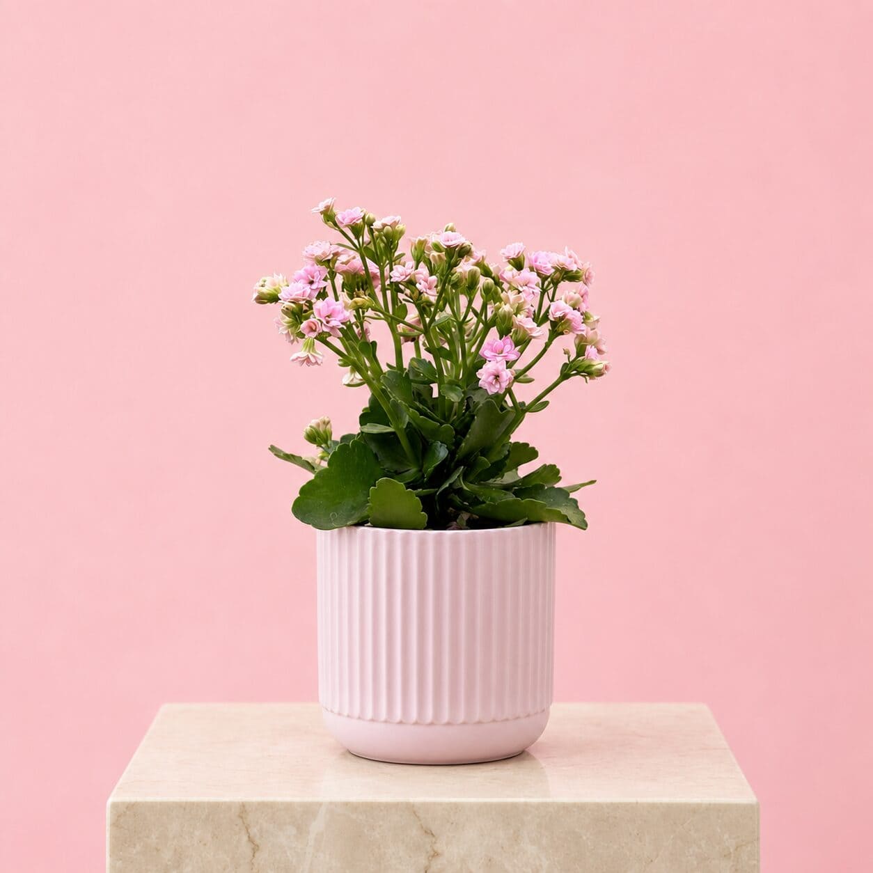 Pink Kalanchoe Plant Gift Pink Kalanchoe Plant Gift